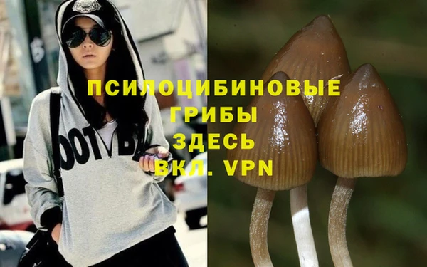 индика Вяземский